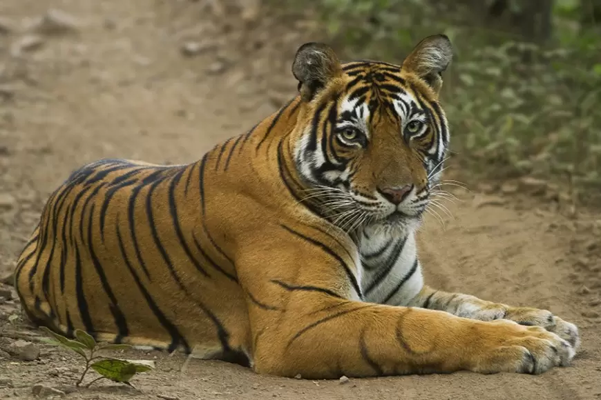 Death of Tigers: पिछले 9 महीने में 146 बाघों की मौत, एनटीसीए के आंकड़ों से हुआ खुलासा