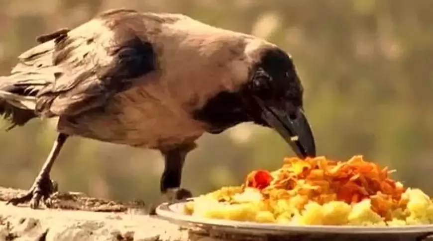 पितृ पक्ष में कौए, कुत्ते और गाय को क्यों  खिलाया जाता है खाना, जाने क्या है इसके पीछे की कहानी