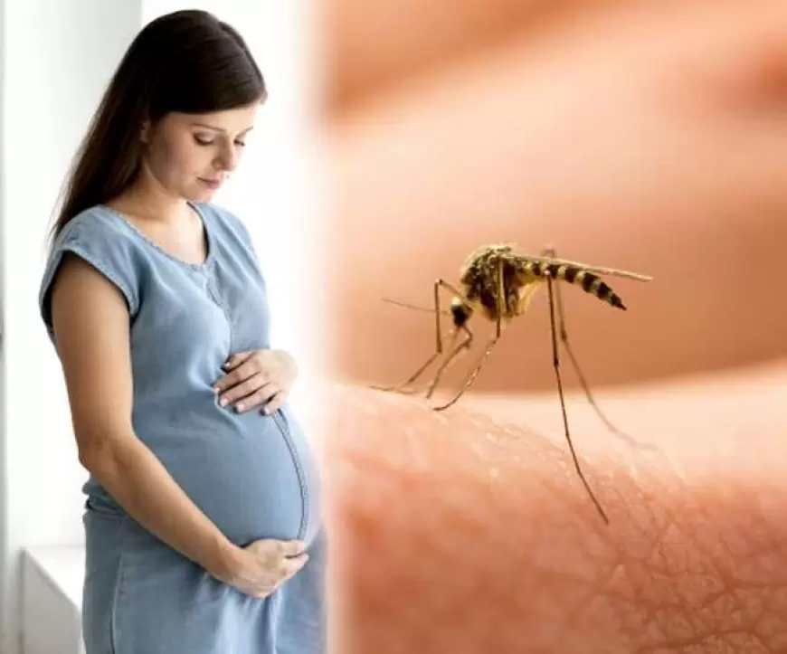 Dengue in Pregnancy: प्रेगनेंसी के दौरान इस तरह करें डेंगू से बचाव