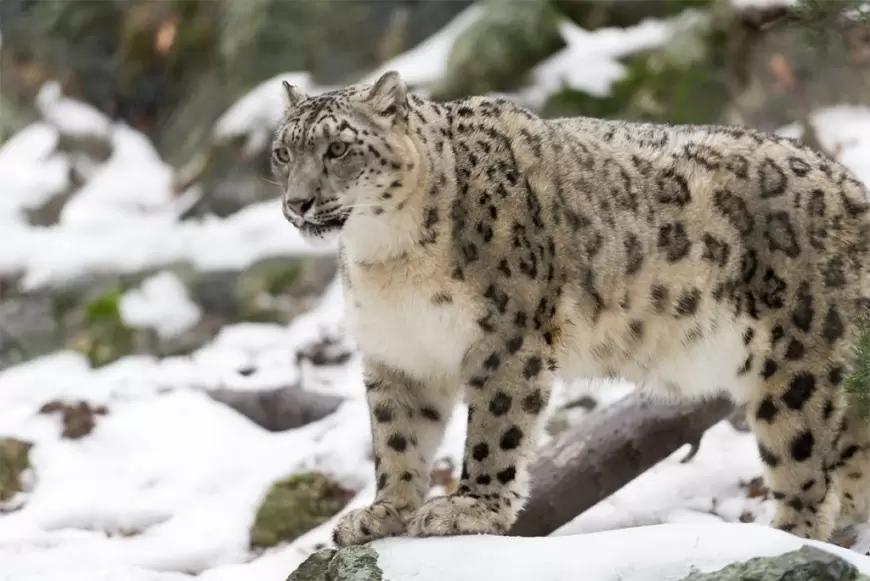 international snow leopard day: 23 अक्टूबर को मनाया जा रहा है अंतर्राष्ट्रीय हिम तेंदुआ दिवस