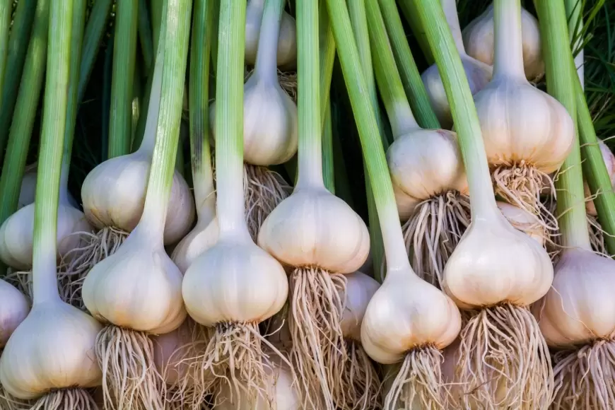 Benefits of garlic: महिलाओं के साथ-साथ पुरुषों की समस्याओं को दूर करता है लहसुन, फायदे जान कर हो जाएंगे हैरान