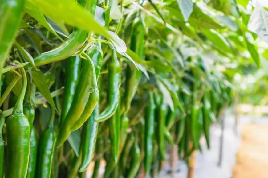 Benefits of Green Chilli: डेली डायट में शामिल करें हरी मिर्च, होंगे कई फायदे