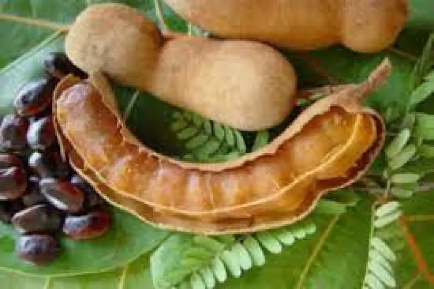 Benefits of Tamarind:  पुरुषों के लिए रामबाण है इमली, जानिए इसके 10 जबरदस्त फायदे