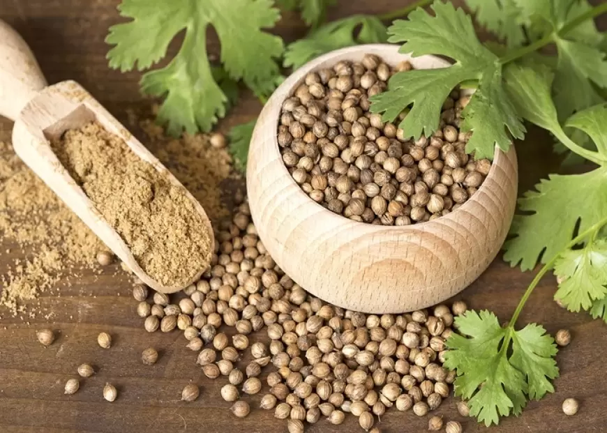 CORIANDER SEEDS BENEFITS : जानिए क्या है धनिया के बीजों के फायदे,  किन-किन समस्याओं से मिल सकता है छुटकारा