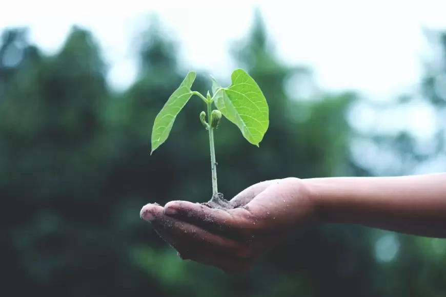 Plants importance: मानव जीवन में पेड़ पौधों का क्या है महत्व? इन फायदों को जान रह जाएंगे हैरान