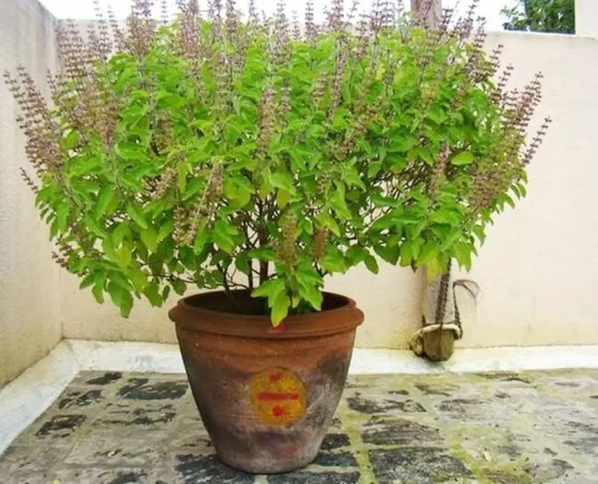 Tulsi puja 2023: तुलसी पूजा समय कहीं आप भी तो नही करती है ये गलती, हो जांए सावधान !