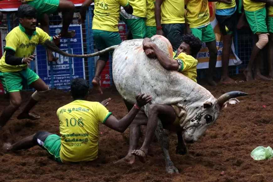 Jallikattu 2024: मदुरै अवनियापुरम जल्लीकट्टू के लिए तैयार, 1000 बैल लेंगे भाग