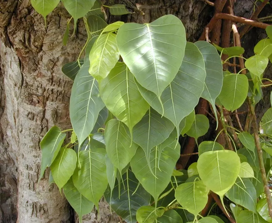 Benefits of Peepal leaves: पीपल के पत्तों का करें सेवन, जाने कैसे करें इसका इस्तेमाल