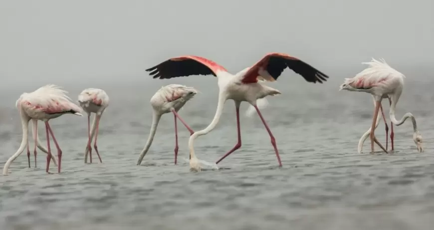 Nature And Bird Festival: उत्तर प्रदेश में 'नेचर एंड बर्ड फेस्टिवल' का आयोजन कराएगी योगी सरकार