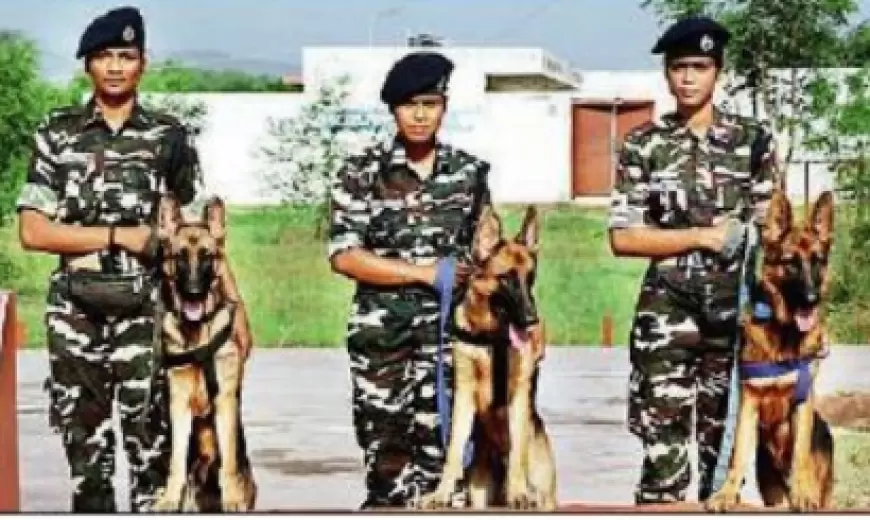 SSB First Dog Squad : एसएसबी में पहली डॉग स्क्वाड के लिए तीन महिला हैंडलर को मिली जिम्मेदारी