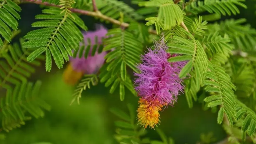 Benefits of Shami tree: शमी के पौधे का करें दान, मां लक्ष्मी की बरसेगी कृपा