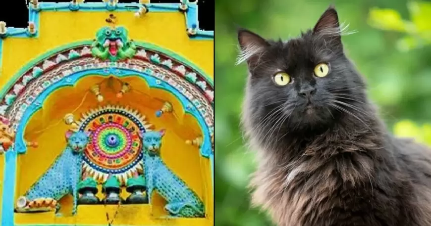 Cat Temple in Karnataka: भारत के इस जगह पर होती है बिल्लियों की पूजा, मानते है कुल देवी !