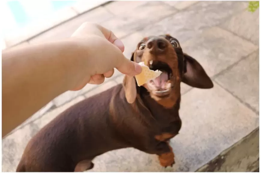 Benefits of feeding dog: कुत्ते को खिलाएं रोटी, मिलेगी इन 3 ग्रहों से छुटकारा