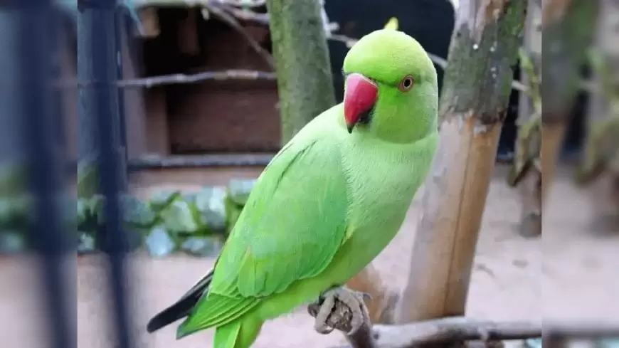 Vastu Tips For Parrot: तोते को घर में लाने से पहले जानें ये नियम वरना पड़ सकता है पछताना