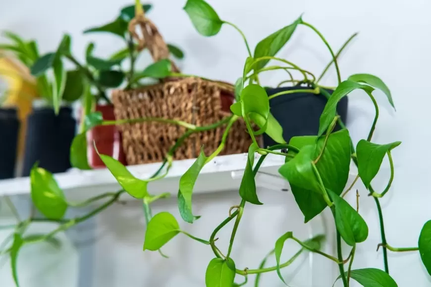 Feng shui Coin Plant:घर में लगाएं ये चमत्कारी पौधा, जल्द दूर होगी पैसों की किल्लत!