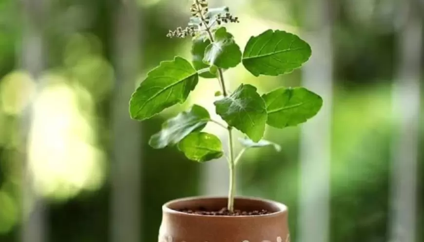 Tulsi Puja: कृष्णाष्टमी के दिन तुलसी की पूजा का विशेष महत्व, जाने कैसे करें विधिवत पूजा