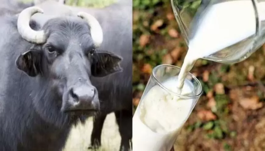 Buffalo milk: भैंस का दूध पीने से शरीर के साथ बुद्धि भी हो जाती है मोटी! जान‍िए सच या मिथ