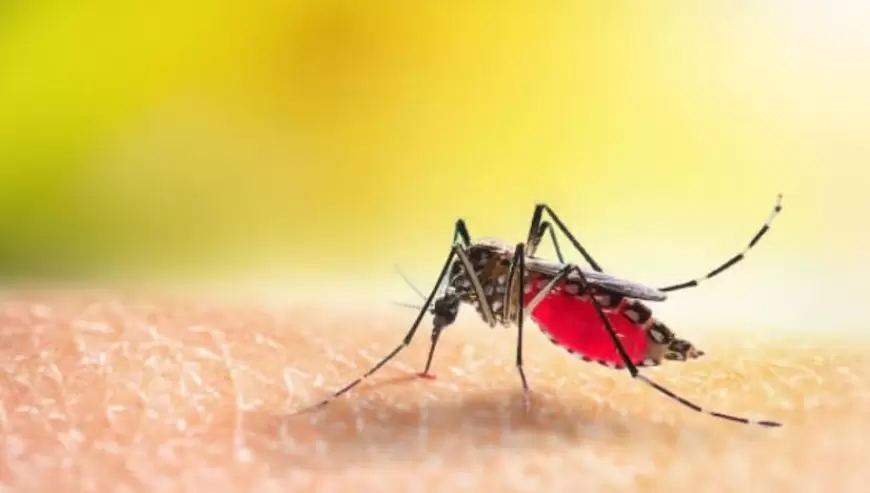 Dengue Remedies: डेंगू के मामलों में तेजी से हो रहा इजाफा, प्लेटलेट्स काउंट बढ़ाने के लिए करें ये खास उपाय