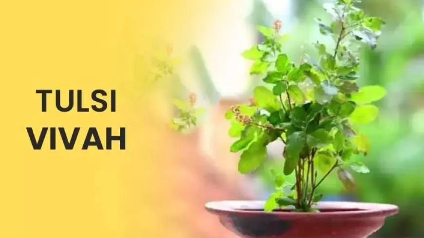 Tulsi Puja 2024:तुलसी पूजन को लेकर है कंफ्यूजन, तो यहां जानिए सही डेट और शुभ मुहूर्त