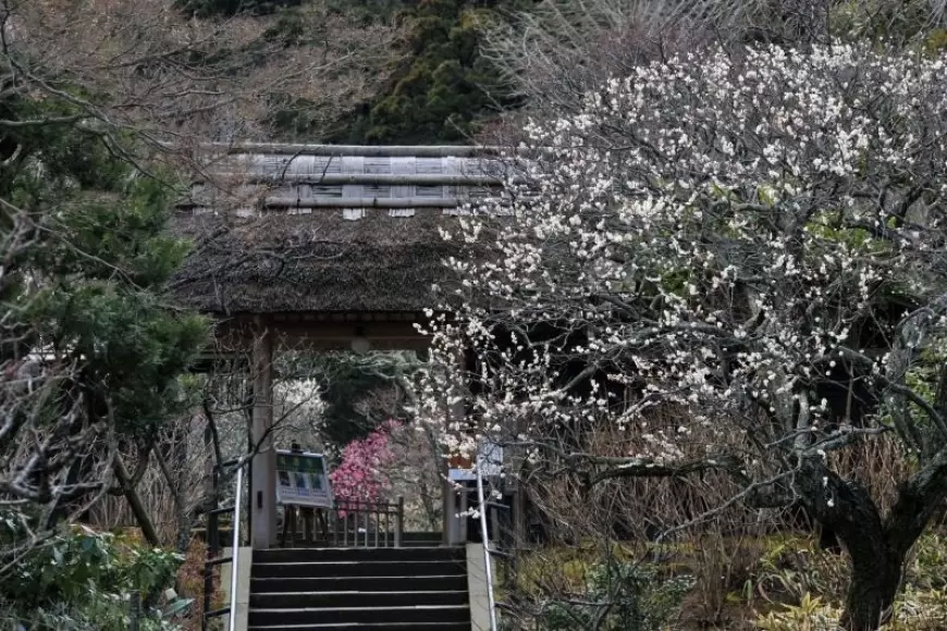 Temple of Japan: जापान का एक अनोखा मंदिर, जहां होता है तलाक का फैसला! जानिए क्या है इसका इतिहास